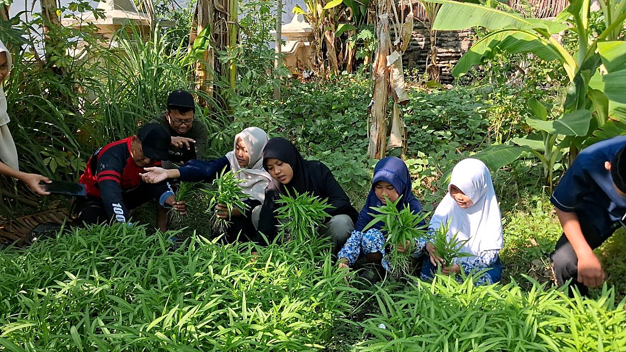 Santri AN-NABA memanen kangkung organik
